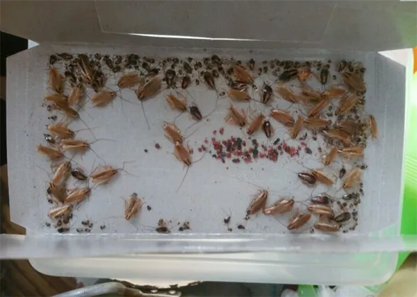 Как травить тараканов если дома животные 7