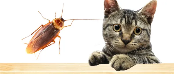 Как травить тараканов если дома животные 2