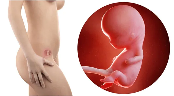 Эмбрион превращается в плон на 10 неделе беременности