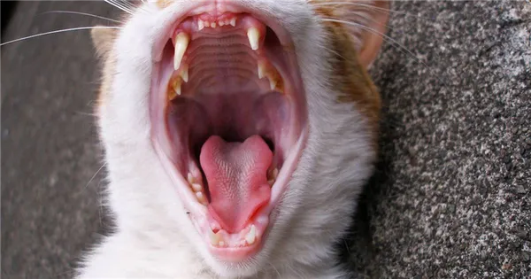 Почему у кошки хриплый голос 2