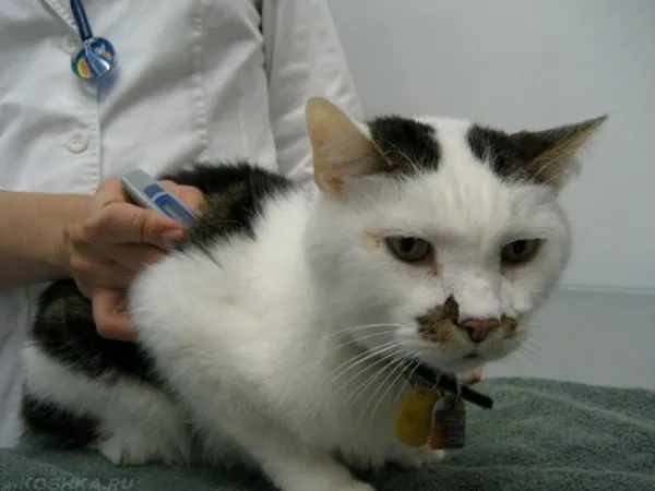 Ветеринар измеряет температуру двухцветному коту
