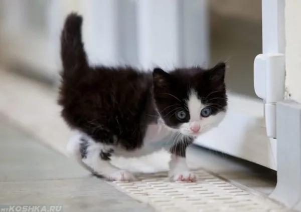 Растерянный двухцветный котёнок стоит возле двери