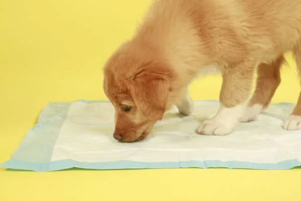 щенок писается на пеленки