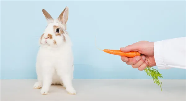 Кролик отказывается от еды - главное фото