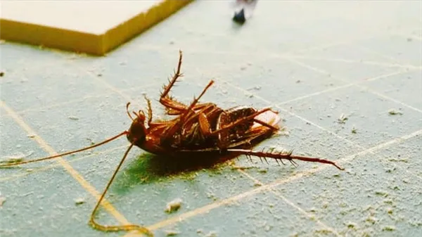 Как избавиться от тараканов в микроволновой печи