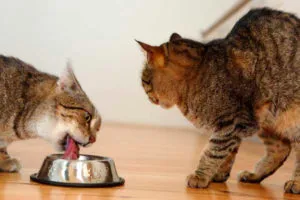 кошка не подспускает кота во время еды