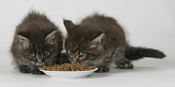 Чем лучше кормить кота натуралкой или сухим кормом 2