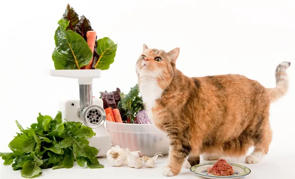 Чем лучше кормить кота натуралкой или сухим кормом 6