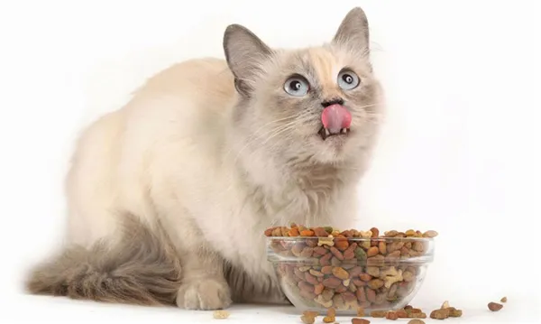 Чем лучше кормить кота натуралкой или сухим кормом 5