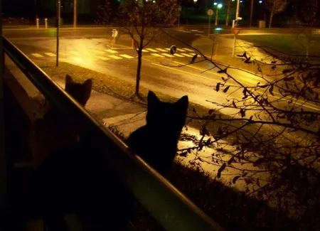 Котики на улице 