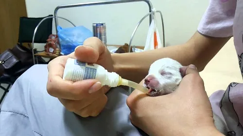 Заменитель сучьего молока для щенков: искусственное вскармливание сироток