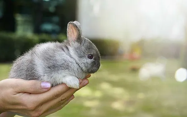 Как отучить кролика кусаться