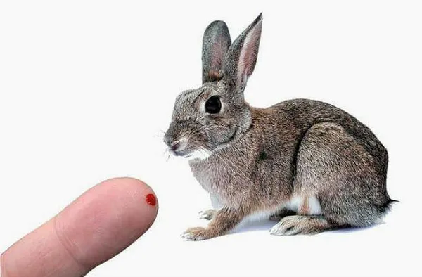 Что делать, если укусил кролик