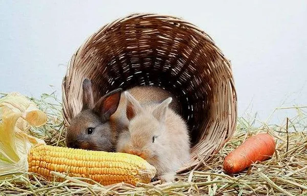 Можно ли кроликам кукурузу - польза