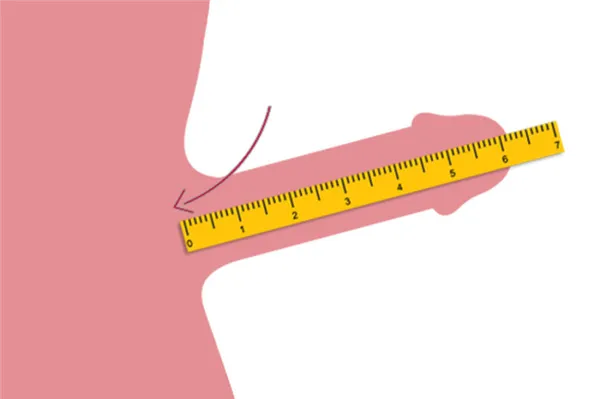 Правильное измерение длины пениса