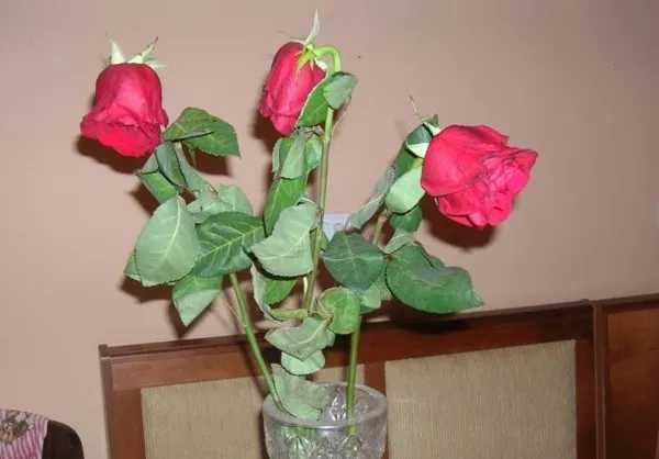 Что добавить в воду для роз чтобы дольше простояли в вазе в домашних условиях зимой 5