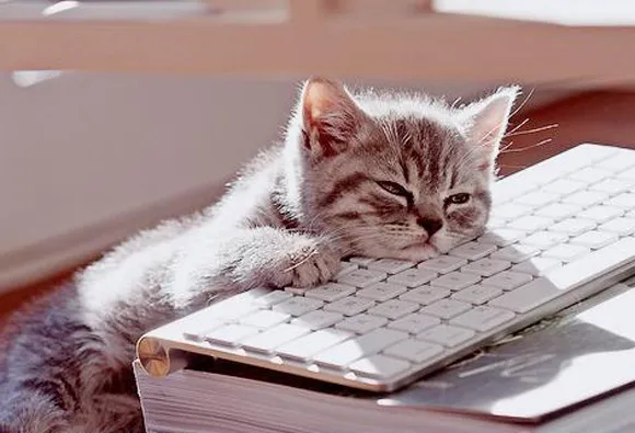 котенок лежит на клавиатуре