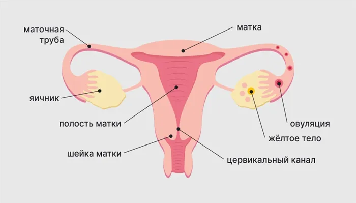 Где находится девушки пленка 1