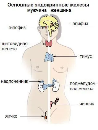 Как похудеть на пиве 2