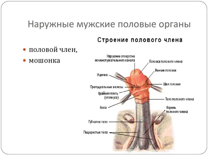 Кто родился в високосный год 22