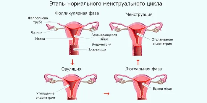 Дзюдо и тхэквондо в чем разница 23