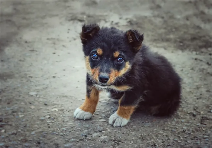 Кот сильно кусается что делать 12