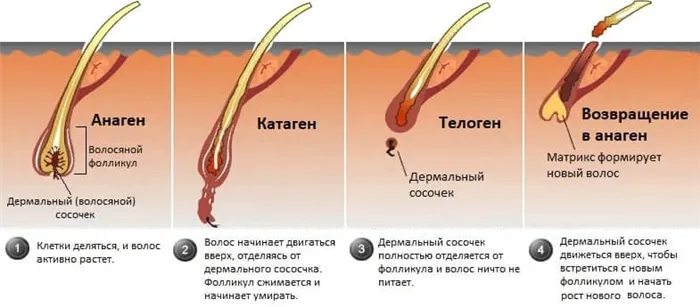 Как сделать округлые бедра 4