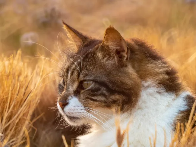 гнойную рану кошке