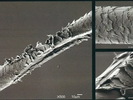 Поврежденные волосы под микроскопом