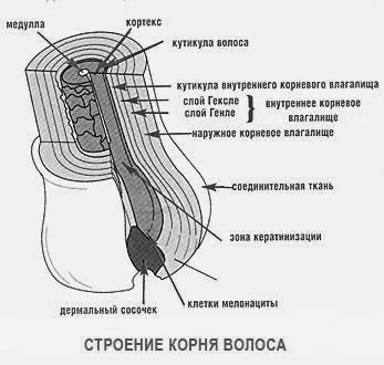 Структура волоса под микроскопом. Срез волоса, чешуйки и кортекс.