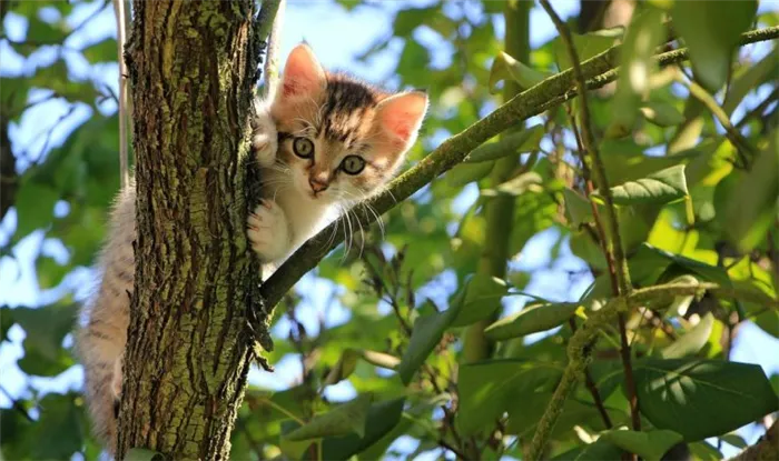 Сколько нужно носить воротник после кастрации кота 2