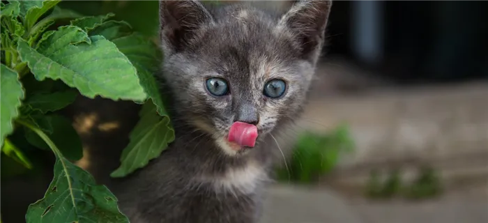 Котенок облизывается