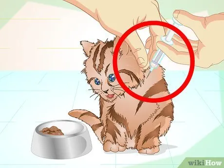 Step 1 Дайте котенку мелоксикам.