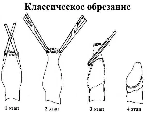 Доктор Радевич Игорь Тадеушевич