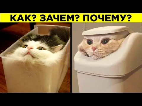 Почему кот вздыхает как человек 2