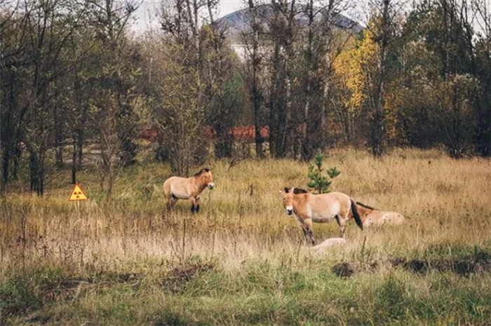 Как выглядит Чернобыль сегодня? Фото.