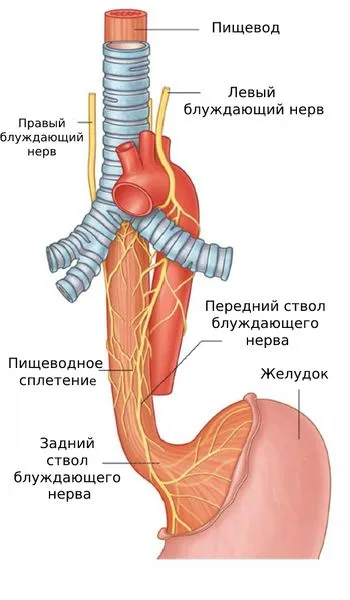 Волокна блуждающего нерва в пищеводе