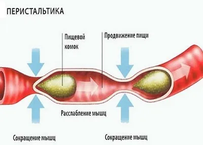 Сигареты и процессы пищеварения: почему покурив, хочется в туалет по большому?