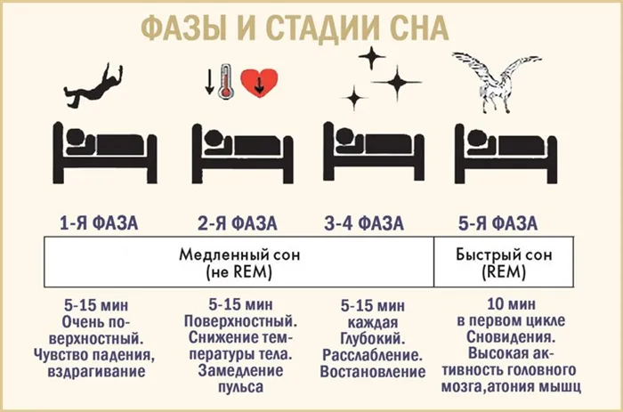 Схема и описание фаз и стадий сна у человека