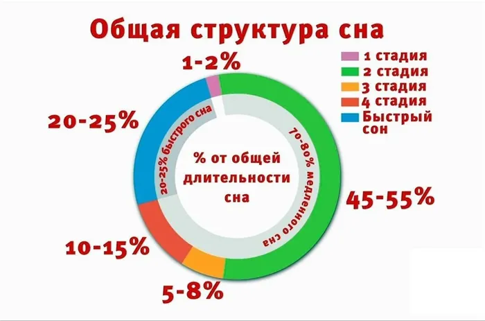 Длительность и важность каждой из стадий сна в организме человека